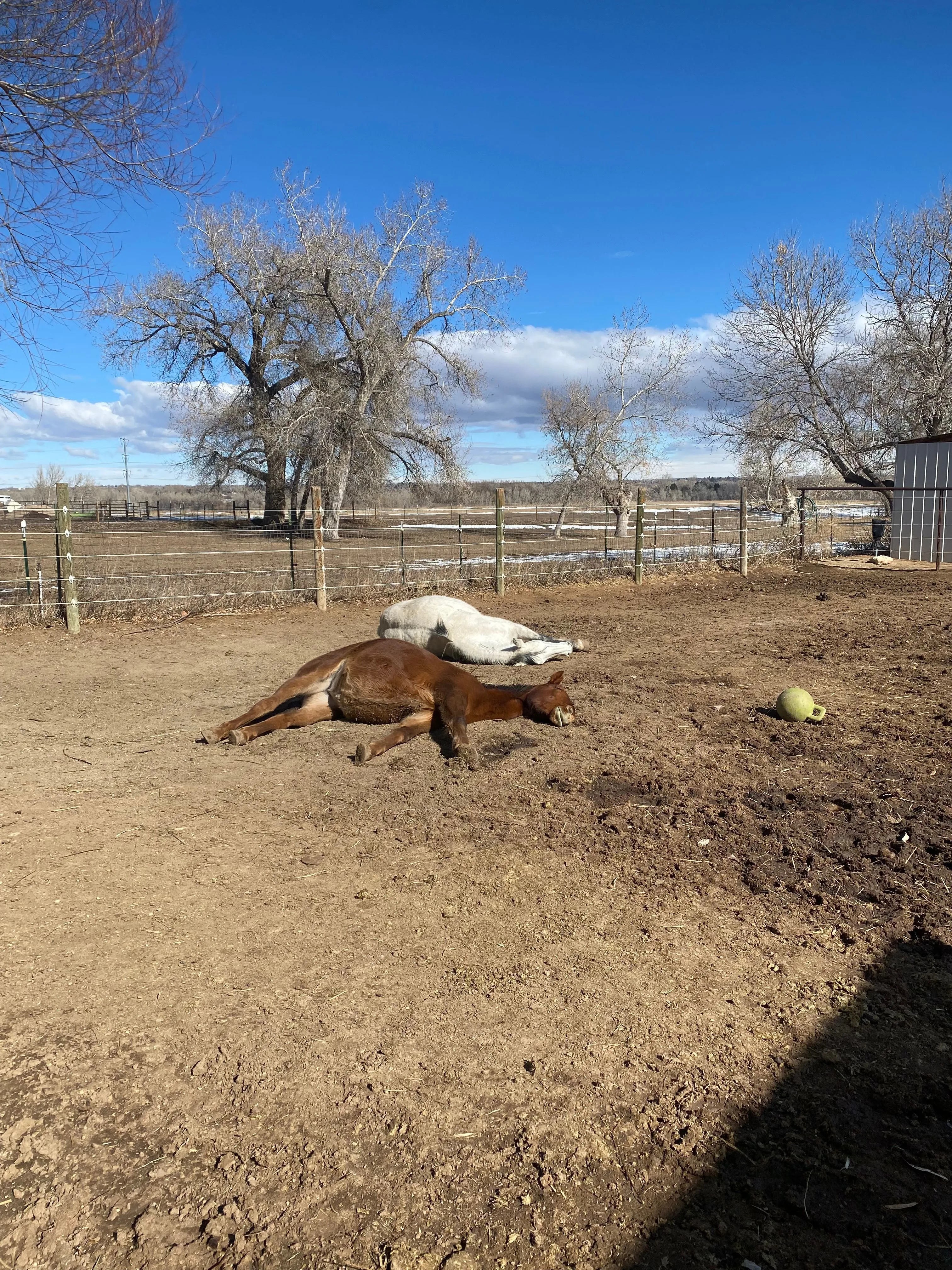 Horses laying down enjoying the sun