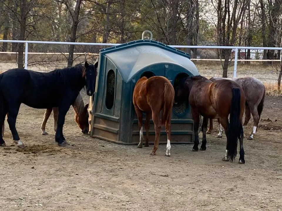 Five horses eating at a hay hut together