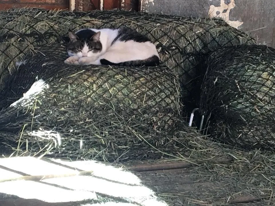Cat sleeping on a hay net