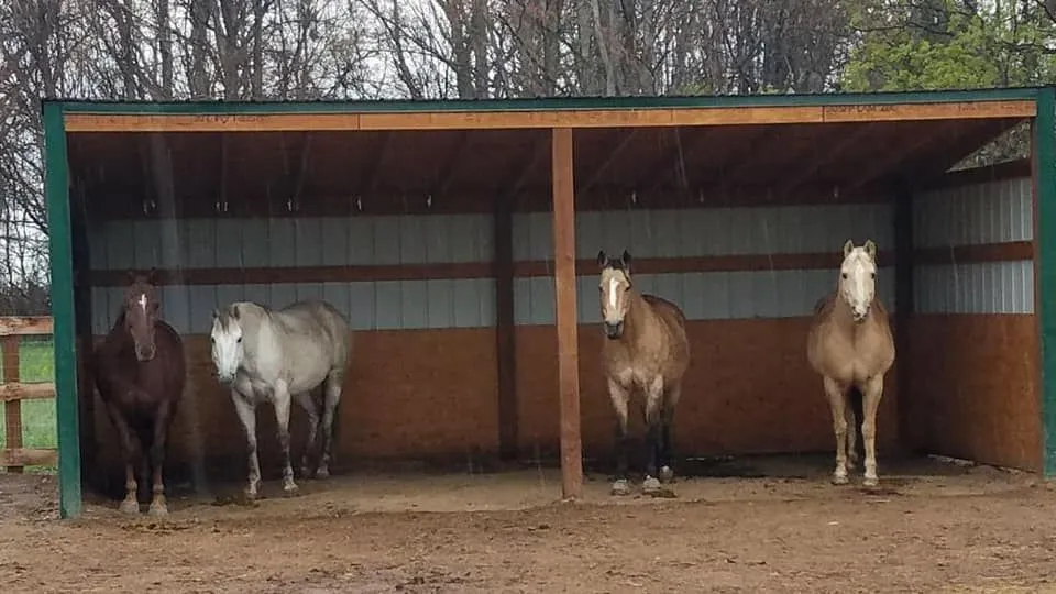 Four horses in a shelter