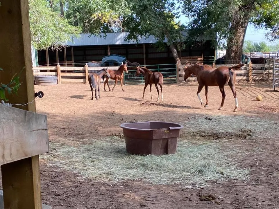 Four young horses in a pen