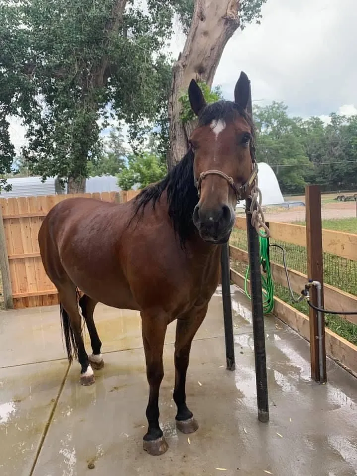 Horse in the wash rack